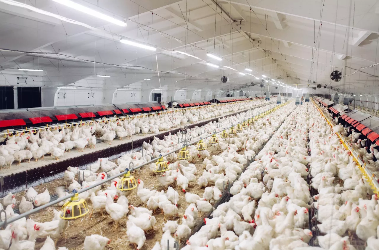 EU-Mexico trade deal removes key tariffs on poultry, pork and dairy