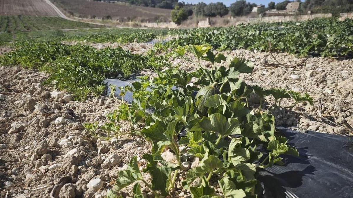 EU sunflower crop forecast at 9.6 million tonnes as Spanish pistachio and grape harvests improve