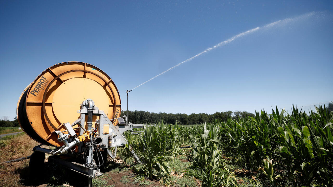 European drought set to cut 2026 corn harvest as French output falls 35%