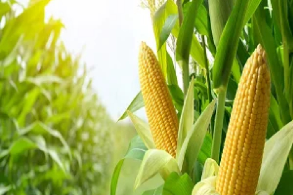 El alza de fertilizantes y combustible presiona a los agricultores del Corn Belt de EE. UU.