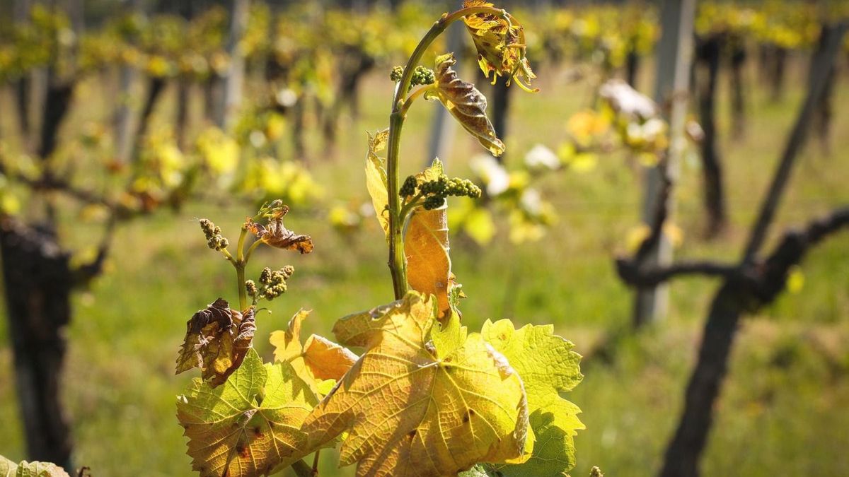 Flavescence dorée confirmed in all 22 Hungarian wine regions after Bükk detection