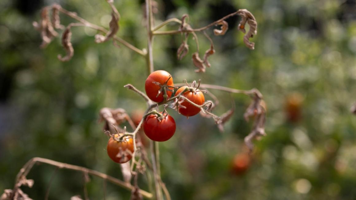 French drought pushes produce prices higher as retailers relax cosmetic standards
