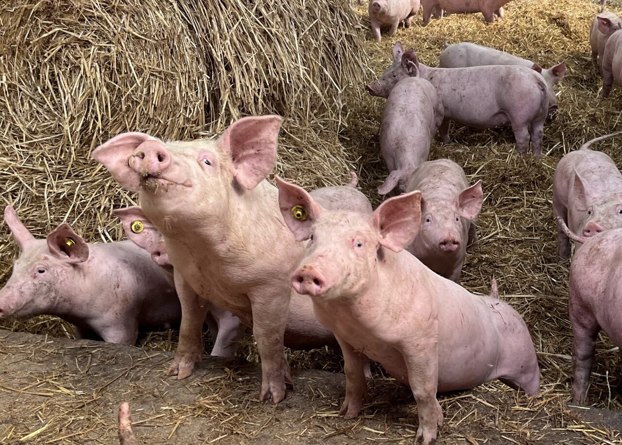 French pig benchmark rises to €1.76 per kg as summer supply tightens