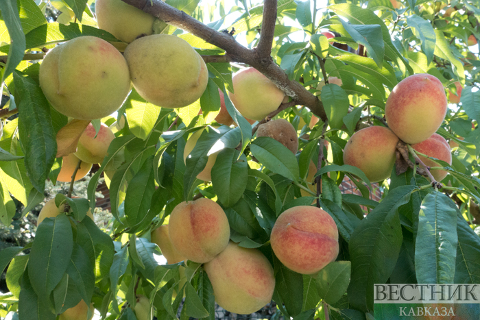 Georgia Restores Peach and Nectarine Exports as Harvest Nears 18,000 Tonnes