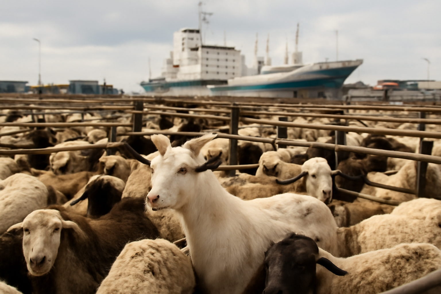 Las cabras y ovejas impulsan las exportaciones de carne de Tanzania