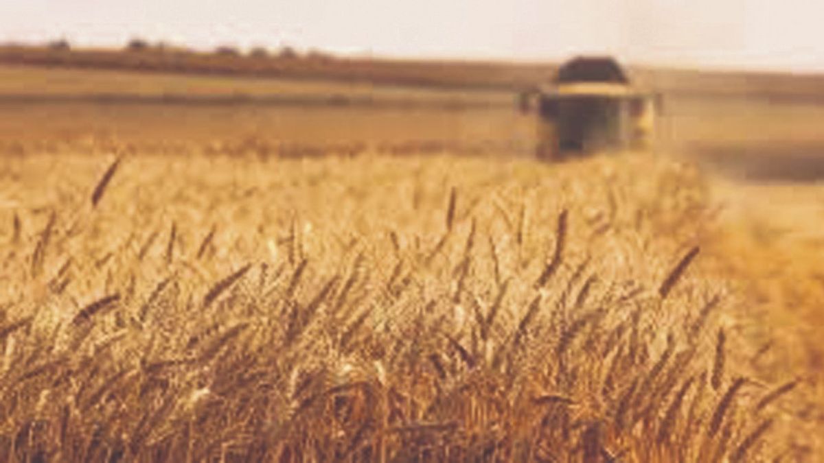 Grain traders await USDA report as Argentina heads toward record wheat harvest