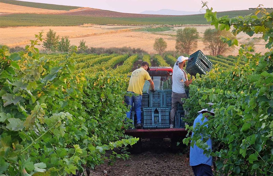 Greek Wine Harvest Starts With Lower Grape Supply and Weaker Bottled-Wine Demand