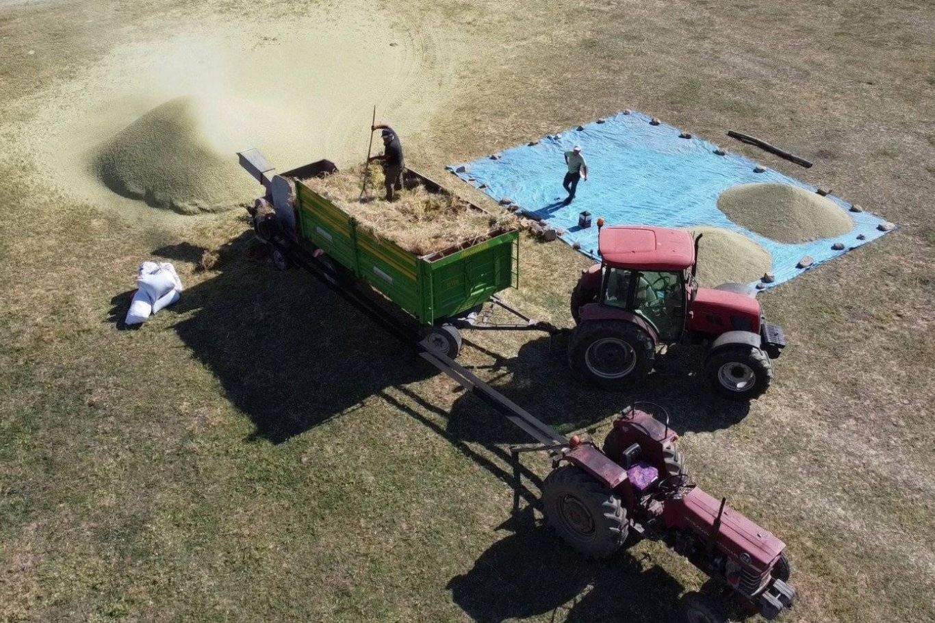 Green lentil harvest starts in Turkey’s leading producing region of Yozgat