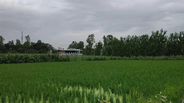 Haridwar inicia piloto de basmati Pusa em 40 hectares com foco na exportação