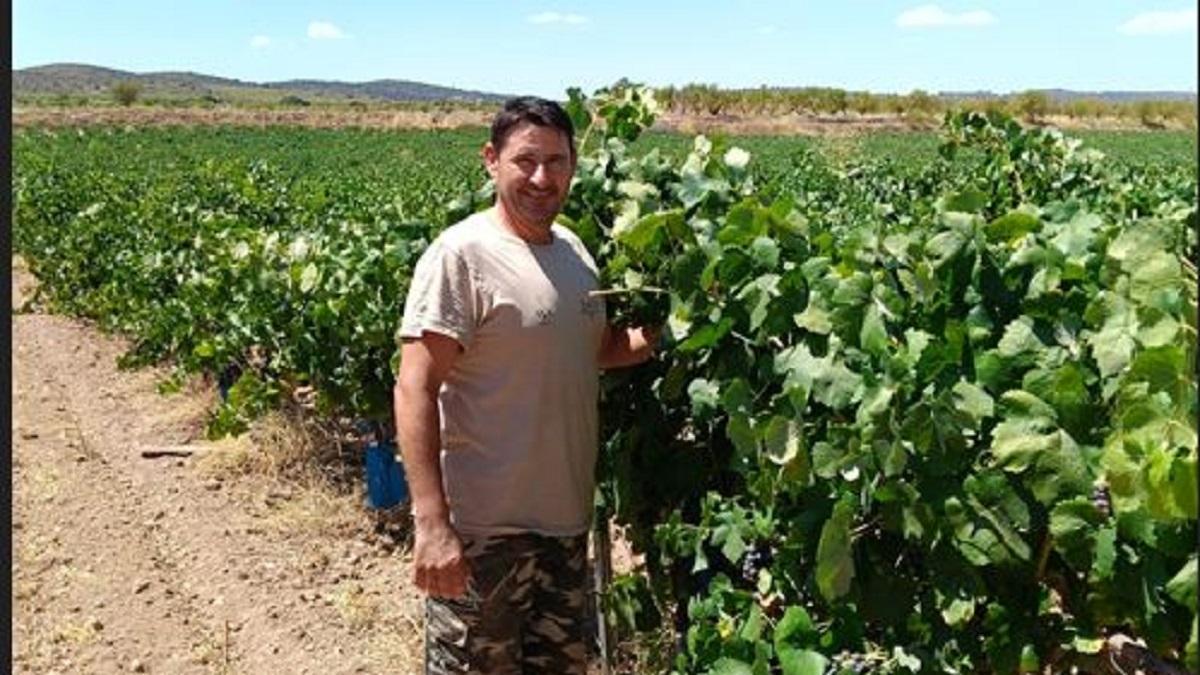 Heat advances Spain’s 2026 grape harvest as Utiel-Requena expects bobal losses