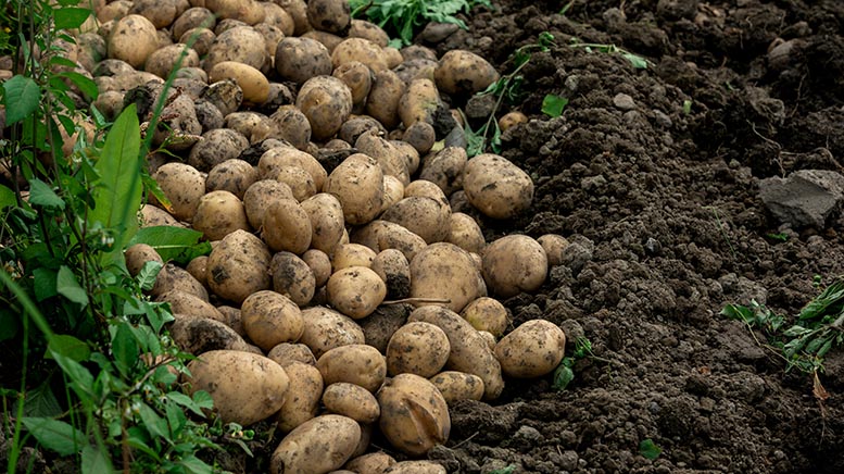 Heat and drought tighten European potato supply and may support Spanish prices