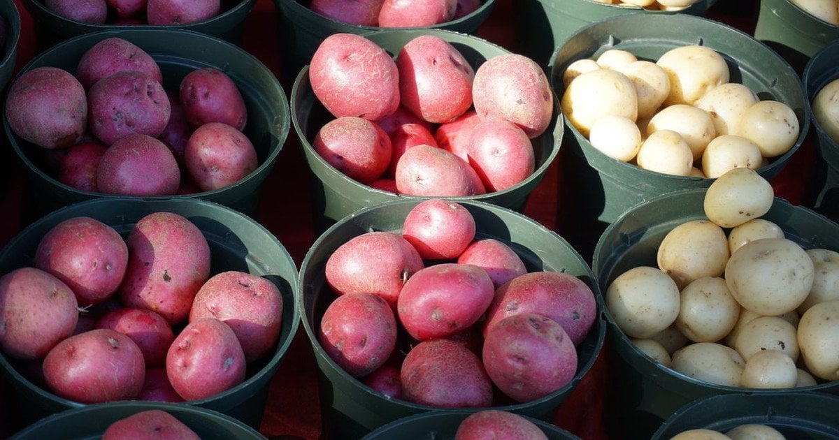 Heat threatens Ukraine’s potato harvest as autumn procurement prices may rise 25–30%