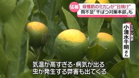 Calor e escassez de água prejudicam as safras japonesas de mikan e sudachi
