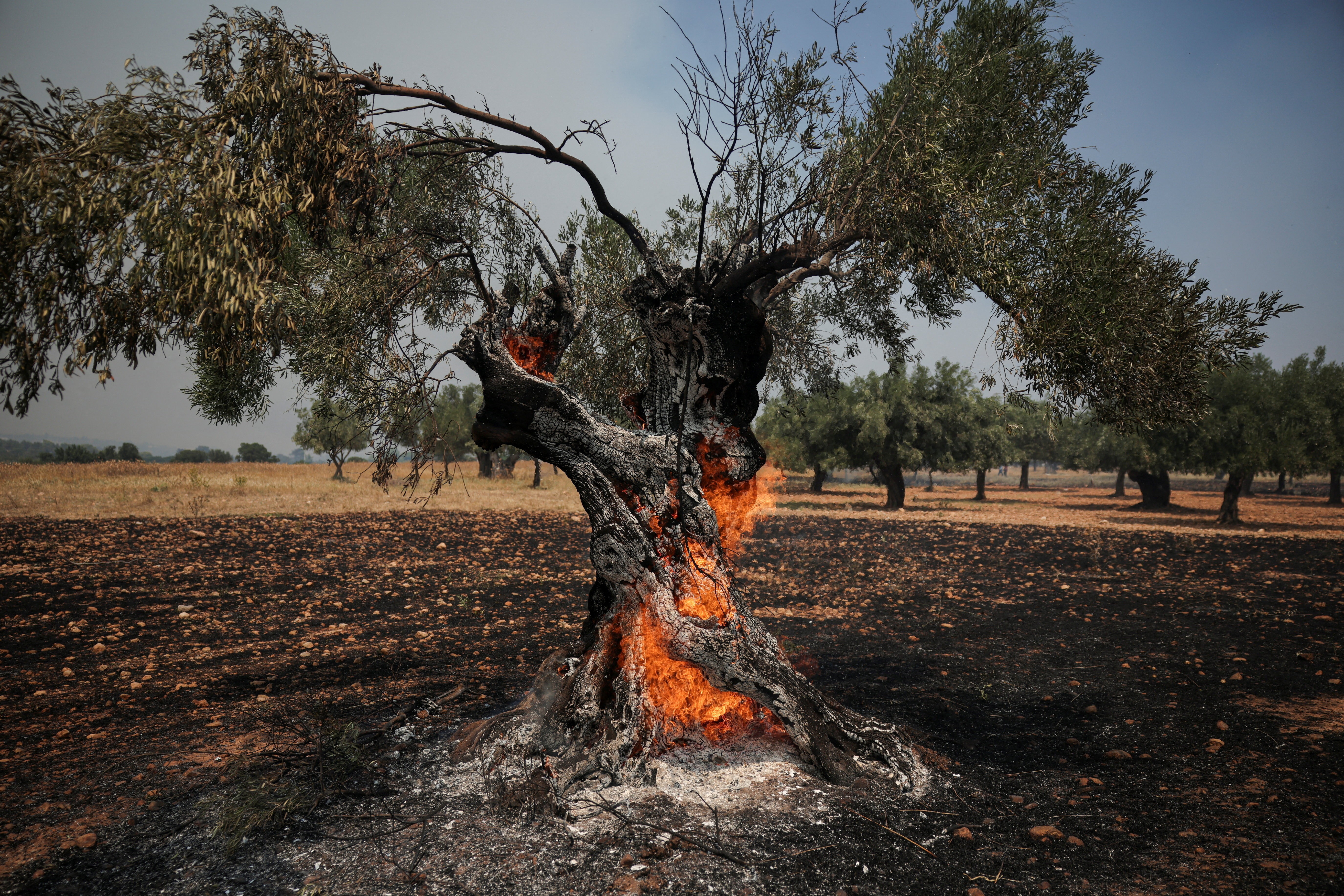Extreme heat and wildfires renew pressure on European olive oil supply