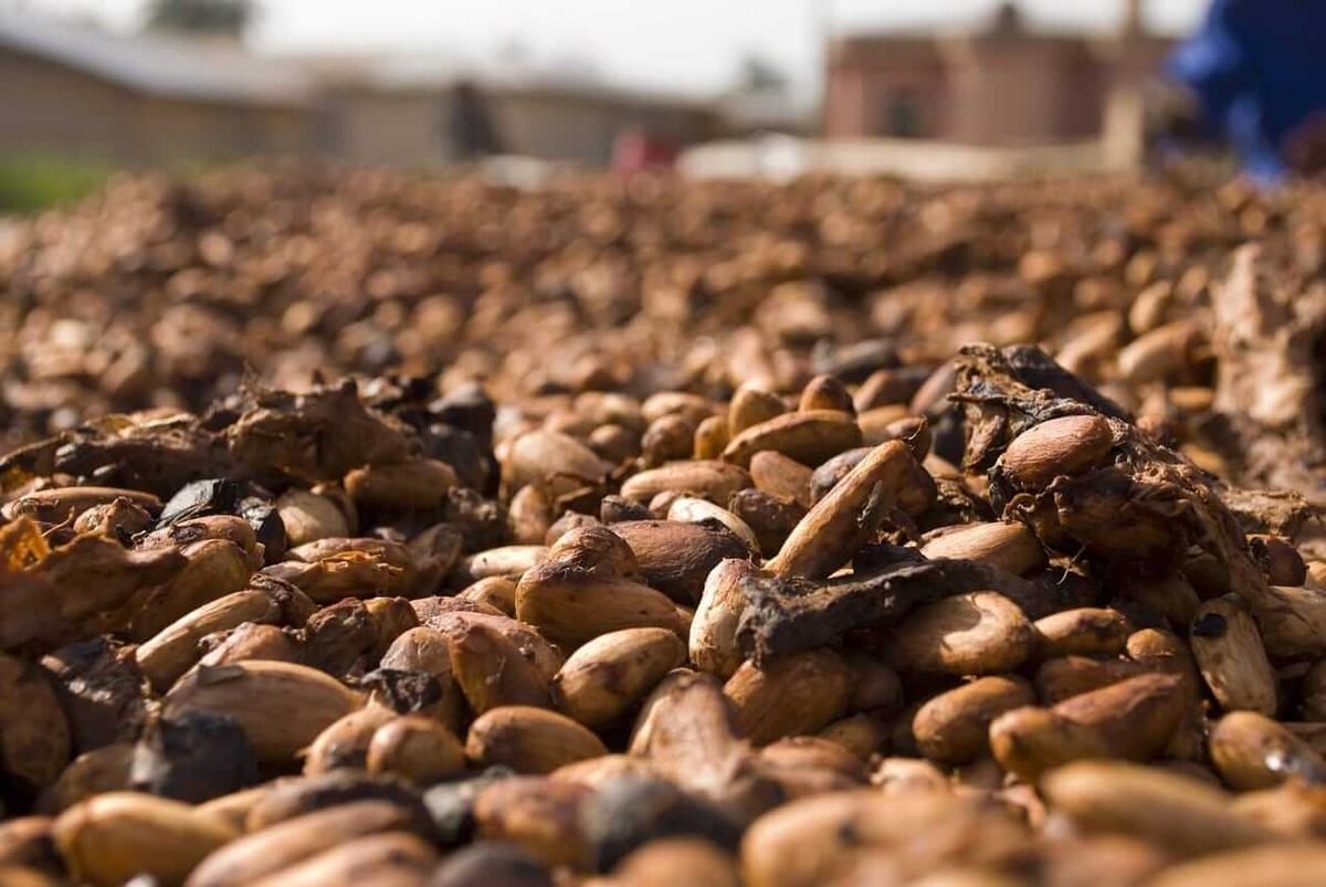 Hedgepoint forecasts smaller global cocoa surplus of 111,000 tonnes in 2026/27