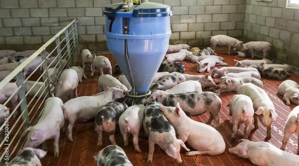 High Brazilian Pork Output May Cap Prices at the End of 2026