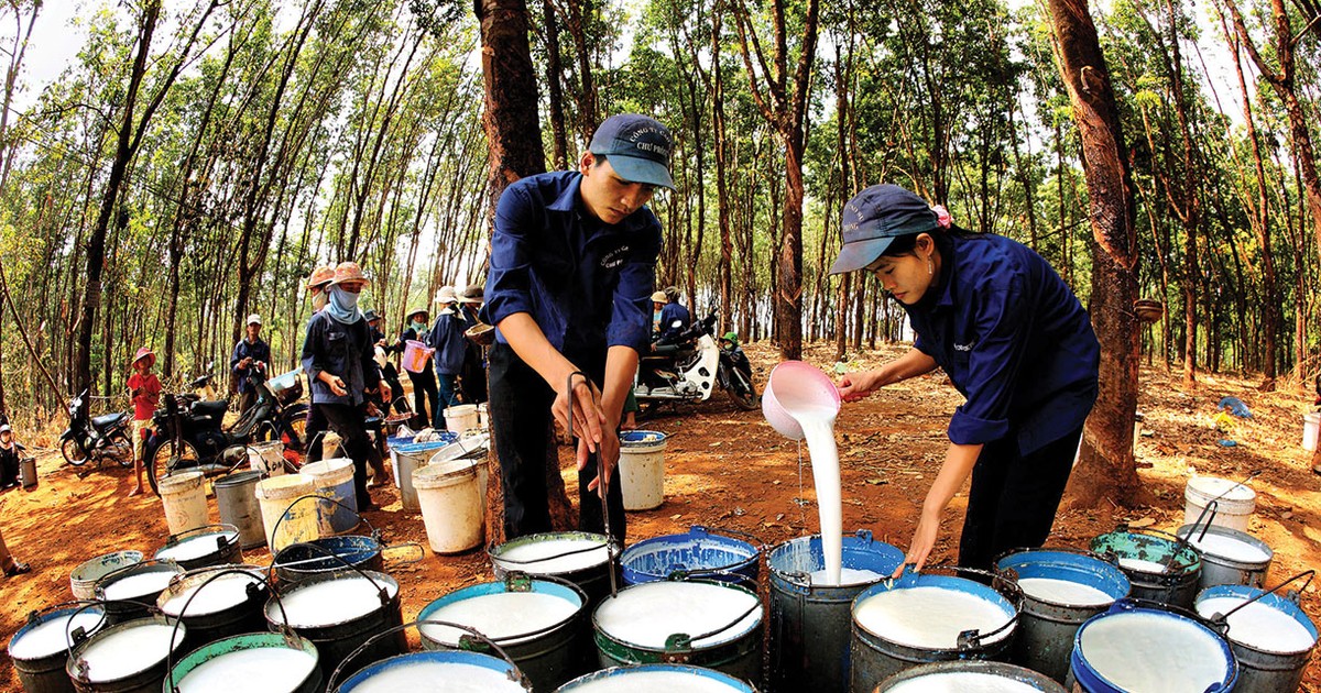 High rubber prices lift Vietnamese producers’ first-half earnings