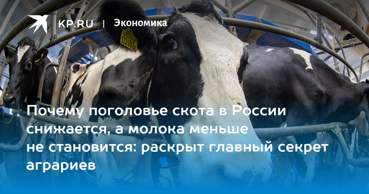 Higher Yields Sustain Russian Milk Output as the National Cattle Herd Shrinks