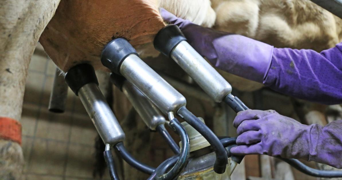 Hungary’s dairy industry faces import pressure as margins narrow