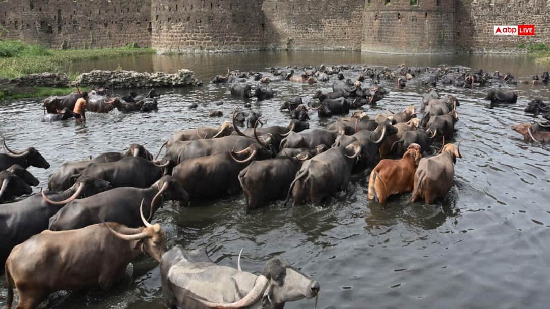 India’s buffalo-meat exports top $5.1 billion as prices and market reach rise