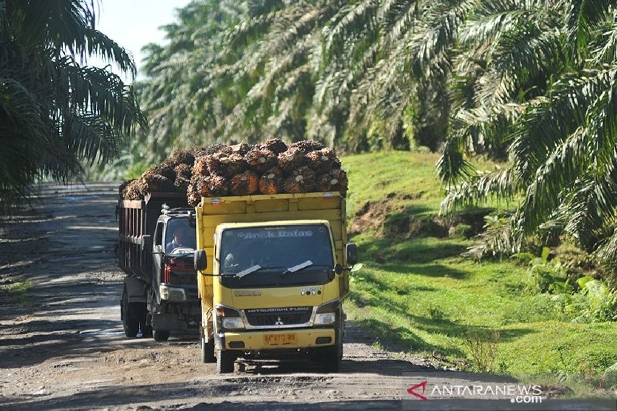 India and EU Regulations Weigh on Indonesian Palm Oil Exports