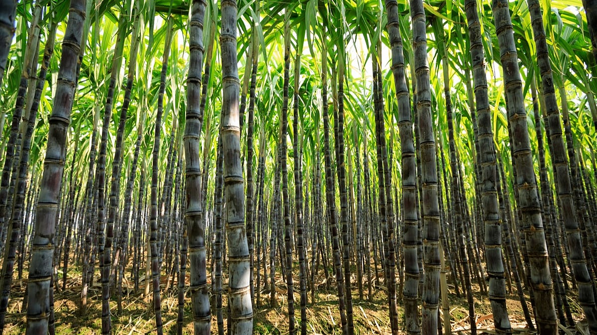 India considers limiting sugarcane use for ethanol as sugar prices reach records