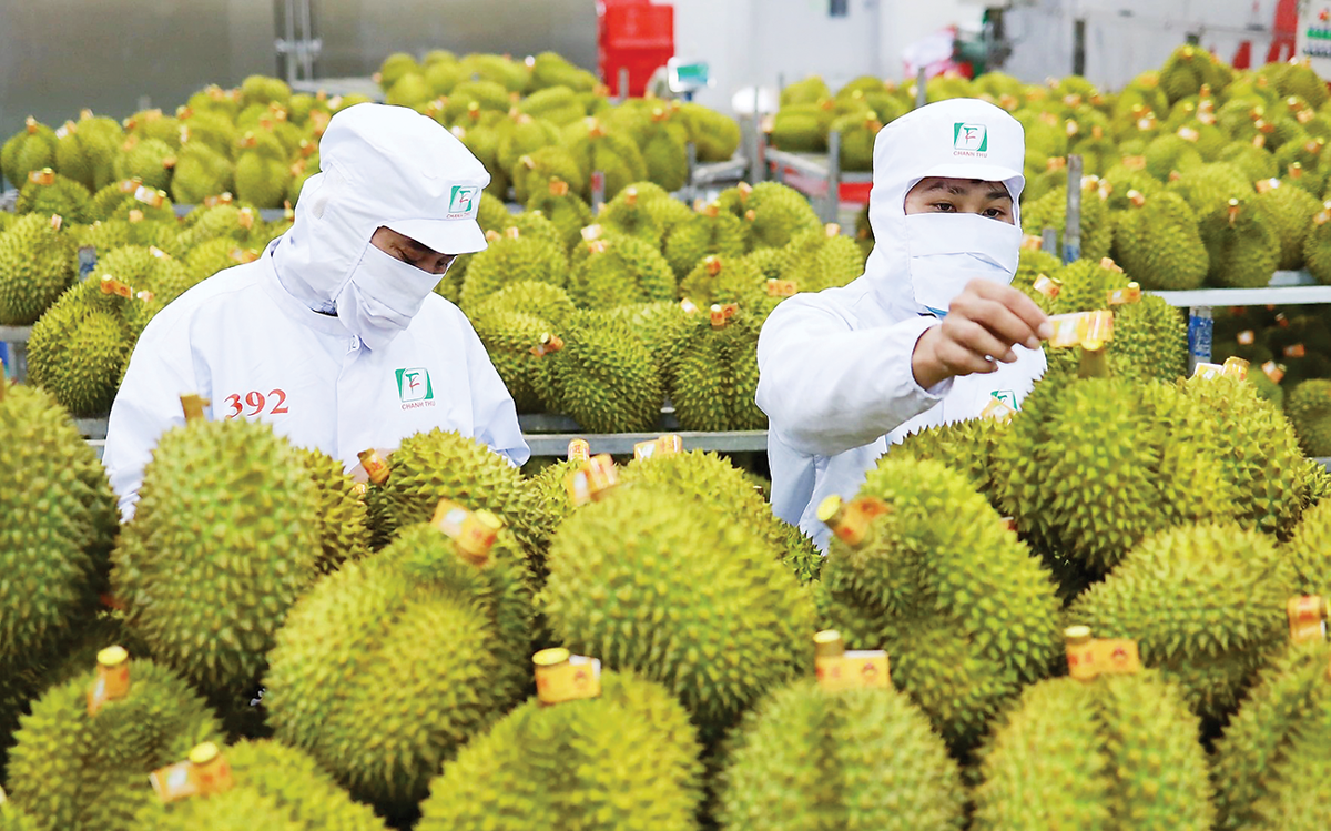 India Grants Market Access to Fresh Vietnamese Durian as Import Rules Ease