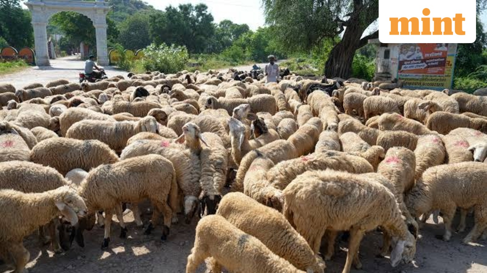 India Offers Up to 90% Support for Eligible Tribal Sheep and Goat Enterprises