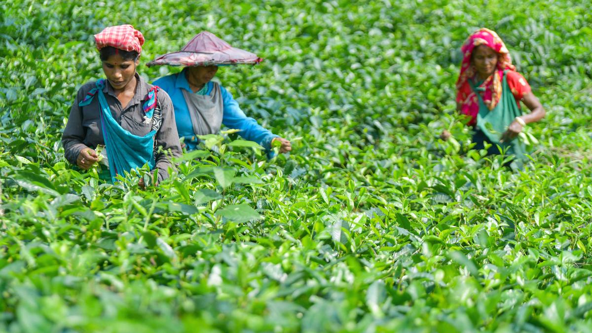 印度茶叶协会呼吁为大吉岭和杜阿尔斯茶业提供纾困方案