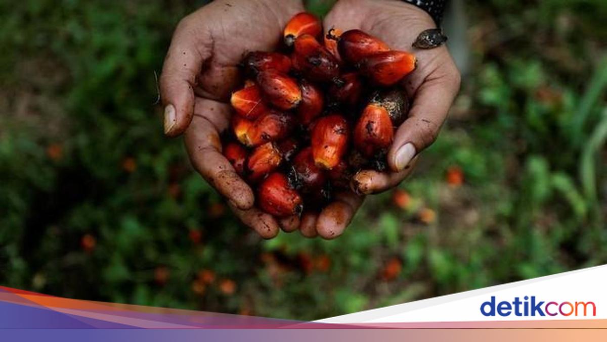 Indonesia Plans $40 Million Palm-Waste Biomethane Network for Industrial Users