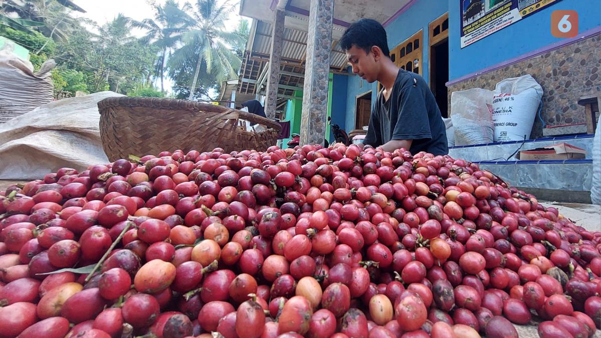 Indonesien bereitet Palmöl- und Kaffeeexporteure auf EU-Entwaldungsregeln vor