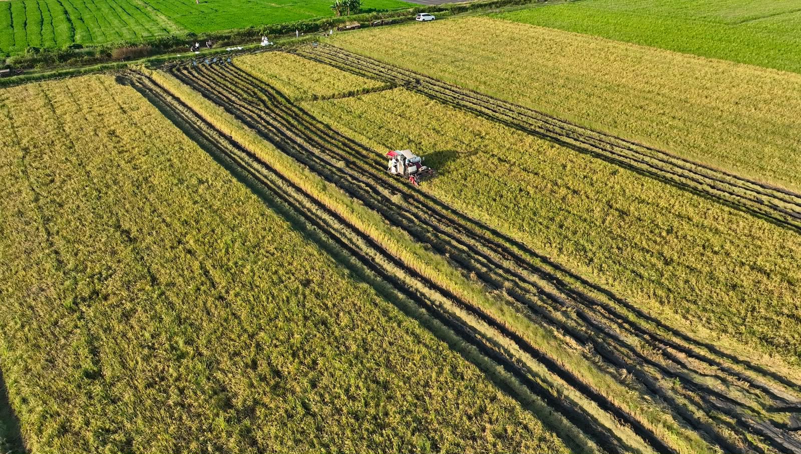 Indonesia’s rice output projected at 38.6 million tons in 2026/2027