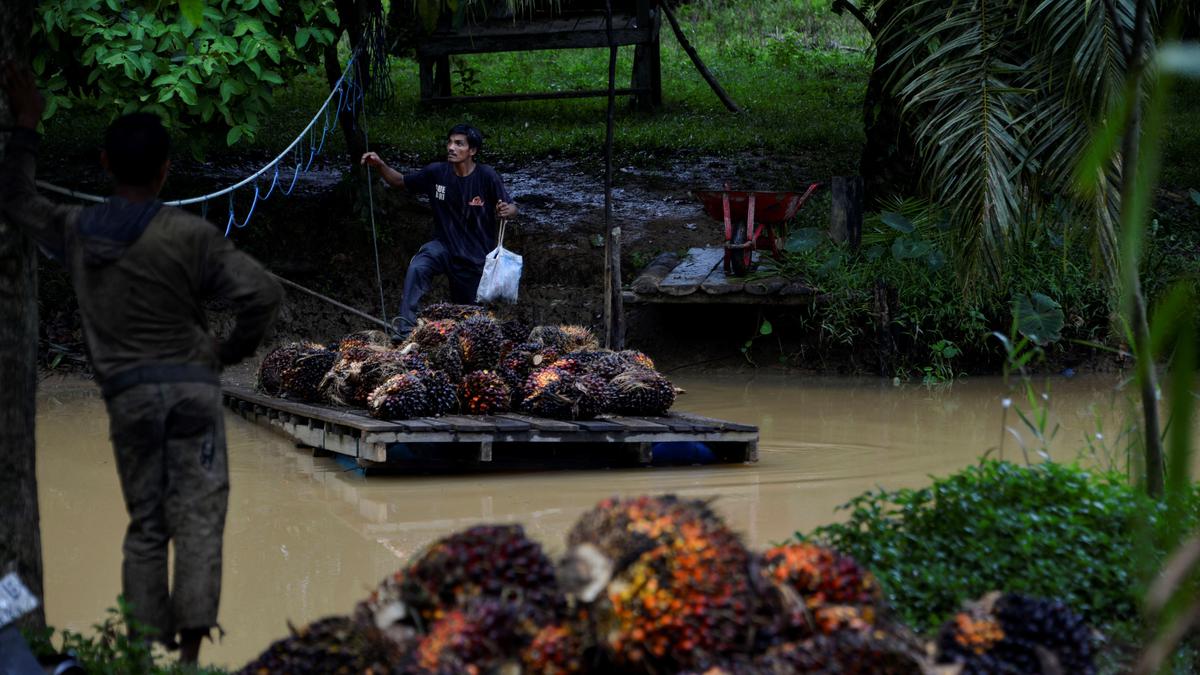 Indonesia impulsa productos de mayor valor derivados del aceite de palma, coco y cacao
