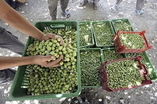 Iran’s Olive Council Calls for Swift Decision on Guaranteed Purchases