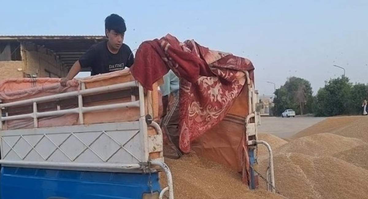 Atrasos nos pagamentos levam triticultores iranianos a vender a intermediários