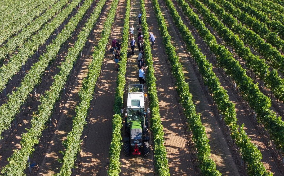 Italian wine producers face climate pressure, new vineyards, tariffs and weaker demand