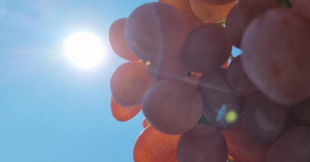 Heat and drought bring Italy’s 2026 grape harvest forward as yields and demand weaken