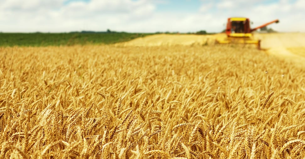 Italy’s Chamber backs €1.14bn Coltiva Italia plan for olive oil, grain and beef