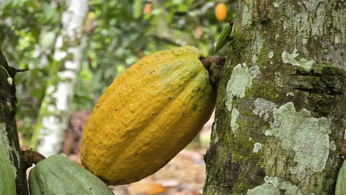 Ivory Coast deploys cocoa traceability system ahead of 2026/27 main crop