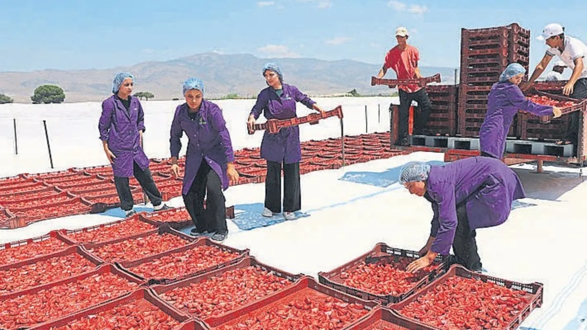 İzmir expands industrial tomato and dried-tomato output to pursue market leadership