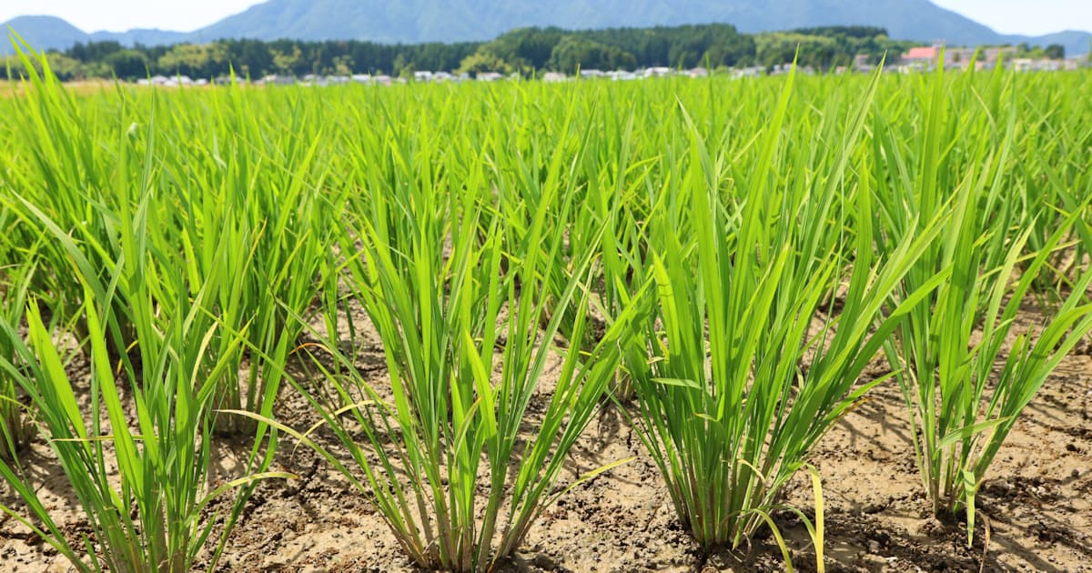 Japan’s rice market faces ‘early rice shock’ as 2026 crop prices fall