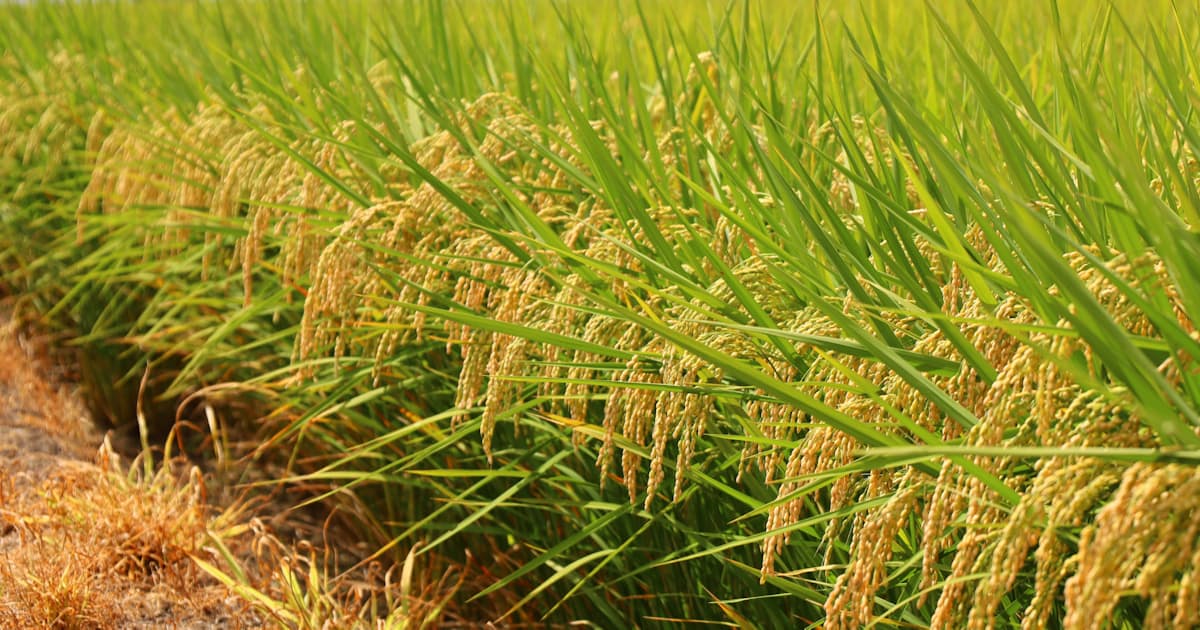 Japan’s rice price outlook index falls to 12-year low after early-harvest price shock