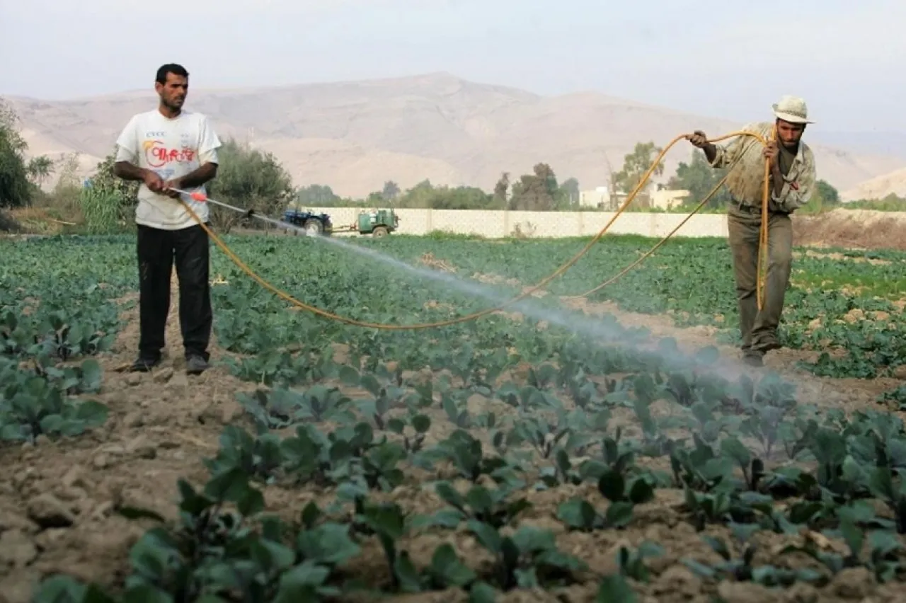 Jordan’s crop self-sufficiency reaches 62% as some products exceed domestic demand