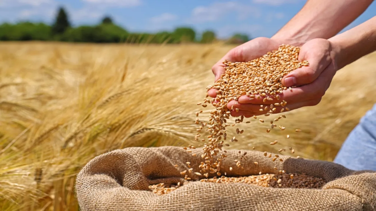 Jordan’s annual wheat and barley consumption approaches 2 million tonnes