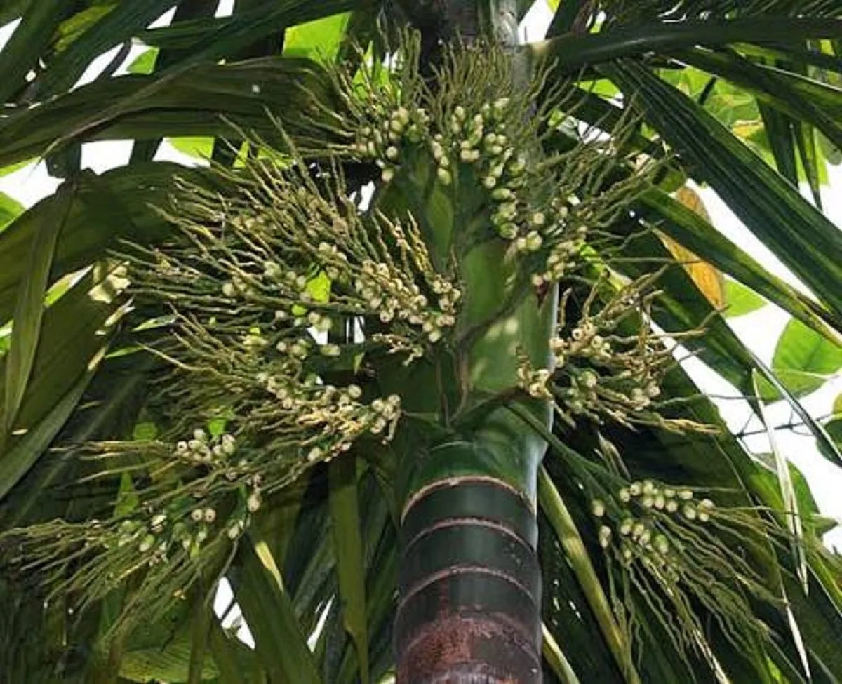 Karnataka’s areca nut belt expands into drier districts as water risks rise