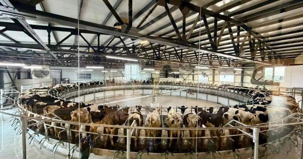 Kazakhstan finances 95 dairy farms as new megafarm raises milk capacity
