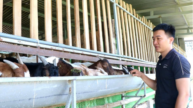 Khánh Hòa destina 200.000 millones de dongs a una cadena caprina y ovina halal