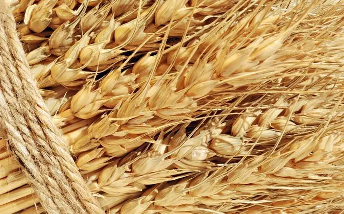 Importações de trigo do Quirguistão chegam a 284.500 toneladas e Rússia amplia peso