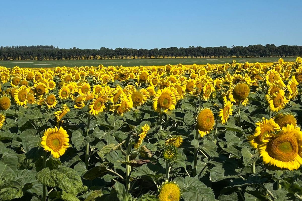 Una mayor cosecha mundial de girasol podría moderar precios y desafiar las exportaciones argentinas
