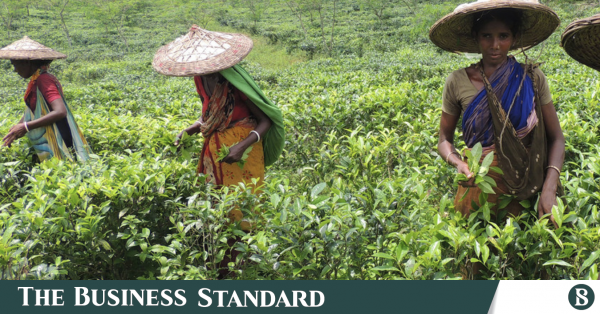 Faibles rendements et coûts élevés pénalisent les exportations de thé du Bangladesh